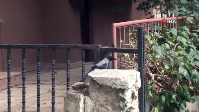 elektrik diregi -  Maltepe’de elektrik direğinde mahsur kalan kargaya kurtarma operasyonu Videosu