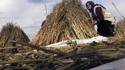 irak - Siverek’te susam hasadı başladı Videosu