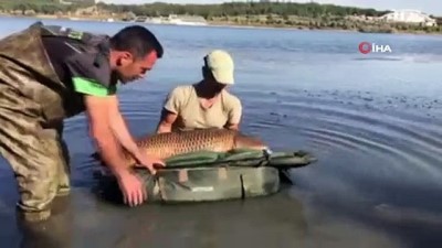 irak -  - Tam 27,5 ağırlığındaki dev sazan balığı Videosu