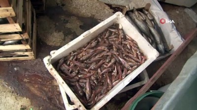  Tuzla’da yaklaşık bir ton çürümüş balık yakalandı