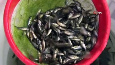 hidroelektrik santrali -  Cumhuriyetin  97. yılı anısına Keban Barajına 970 bin adet balık yavrusu bırakıldı Videosu