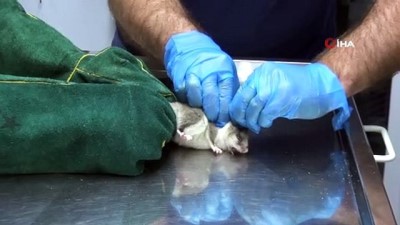 irak -  Nesli tehlike altında olan Yediuyur tedavi altına alındı Videosu