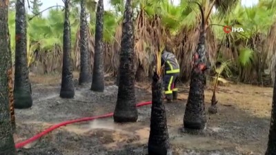 gecekondu -  Antalya’da korkutan palmiye yangını Videosu