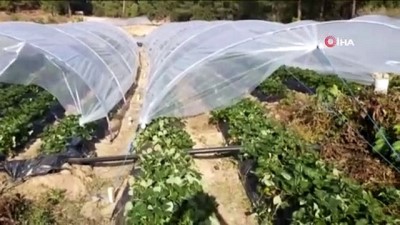 salda -  Çilek gelir kapısı oldu Videosu