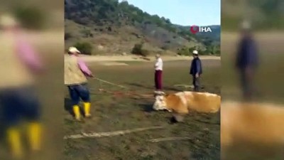 baraj golu -  Nallıhan'da bataklığa batan 4 inek kurtarıldı Videosu