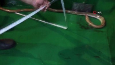 balik avi -  Çanakkale Boğazı’nda ilk kez görüldü... Dikenli yılan balığı, balıkçıların ağına takıldı Videosu