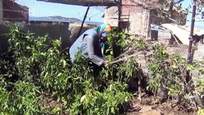 ruzgar gulu - Çiçek Adası'nın 17 yıllık sakinleri - BALIKESİR Videosu