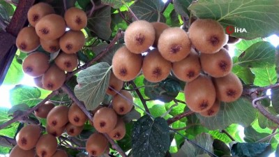  İthal olarak tükettikleri kiviyi şimdi kendileri yetiştiriyor