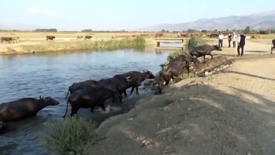 manda sutu - Manda besiciliği köyün gelir kaynağı oldu - TOKAT Videosu