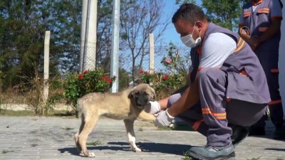 kopek - Yolda zifte bulanan köpek 'Şanslı' sağlığına kavuştu - KIRKLARELİ Videosu