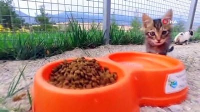  Can dostlar Büyükşehire emanet