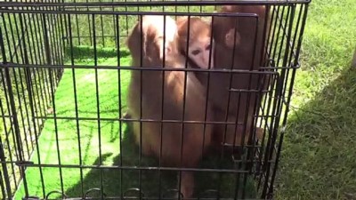 sinir kapisi - Gaziantep Hayvanat Bahçesi'nde 'Şempanze Adası' açıldı Videosu