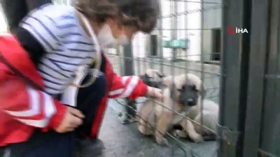 hayvan haklari -  Hayvanları koruma gününde minikler barınakta doyası bir gün geçirdi Videosu