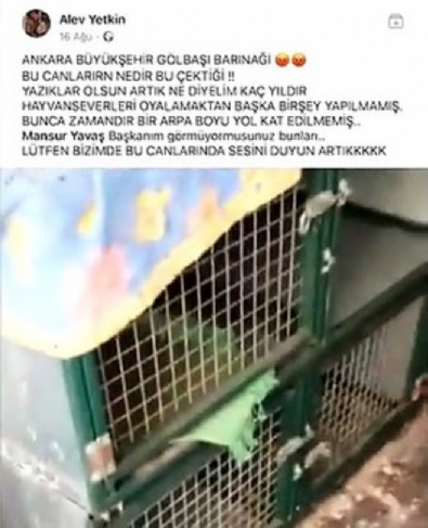 Hayvanseverler Ankara Büyükşehir Belediyesine ve Mansur Yavaş’a isyan ediyor