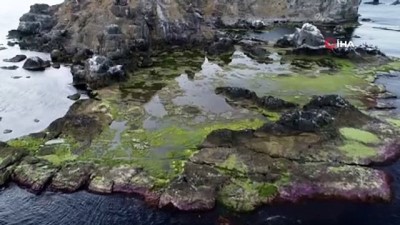 aktuel -  İstanbul’un ıssız adası Videosu