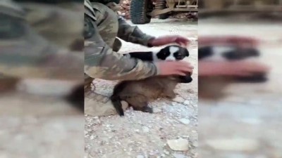 kopek - MSB, Mehmetçiğin beslediği köpek yavrusunu sevdiği anların yer aldığı bir video paylaştı - ANKARA Videosu