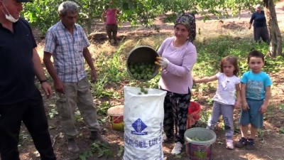 orman vasfini yitirmis arazi - Oğuzlar cevizi yoğun talep görüyor - ÇORUM Videosu