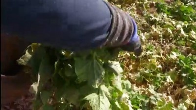 Türkiye'nin kornişon deposunda üreticinin yüzü gülüyor - AFYONKARAHİSAR