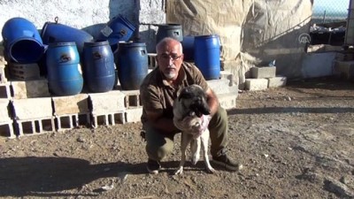 kopek - Üç ayaklı köpek sıcak tavırlarıyla ilgi odağı oldu - GAZİANTEP Videosu