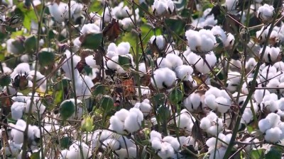 baskent - Beyaza bürünen tarlalarda pamuk hasadı heyecanı - ANTALYA Videosu