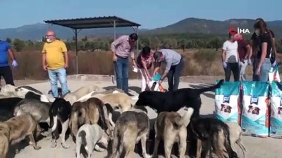 ingiltere -  Edremit Belediyesi sokak hayvanlarının yanında Videosu
