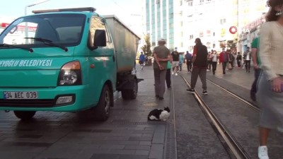  - İstiklal Caddesi’ndeki sevimli kediye vatandaşlar yoğun ilgi gösterdi