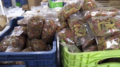 kuru fasulye - Kadın girişimci, 'atalık' tohumlardan düşük glütenli makarna üretiyor - BALIKESİR Videosu