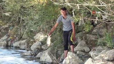 muhammed ali -  Muş’ta su yüzeyine vuran balıklar tedirgin etti Videosu