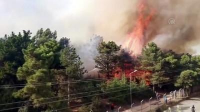Orman yangını söndürüldü (2) - KOCAELİ