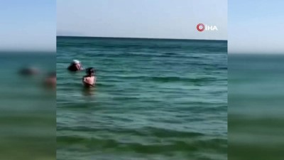  Sahile kadar gelen 'Yunuslar' turistlerle birlikte yüzdü