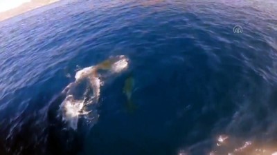 yunuslar - Tekneye yunus balıkları eşlik etti - ANTALYA Videosu