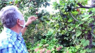kiyam -  Ayva ağacında ayvadan başka her meyve var Videosu