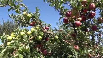 asad -  Bahçede yer tasarrufu sağladı: 2 tür elma aynı dalda Videosu