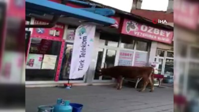 diyalog -  Buzağılar veterinere gitti Videosu