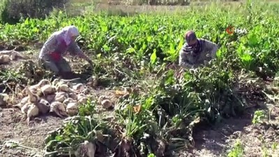 gubre -  Kütahya'da pancar hasadı başladı Videosu