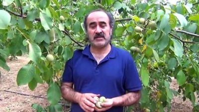 Melez ceviz 'Diriliş' ilk ürünleriyle sevindirdi - KAHRAMANMARAŞ