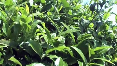 cay uretimi - Türk çay sektörü Kovid-19 sürecini verimli geçirdi - RİZE Videosu