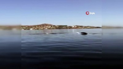 yunus baliklari -  - Yunus balıklarından muhteşem şov Videosu