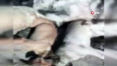 kopek -  20’ye yakın köpeği öldüren şahıslar yakalandı Videosu