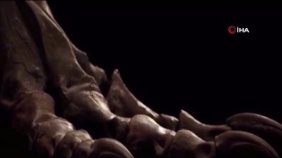 acik artirma -  - ABD’de 67 milyon yıllık dinozor iskeleti 31.85 milyon dolara alıcı buldu Videosu