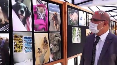 hayvan haklari -  Atakum Belediyesi’nden patili dostlara destek sergisi Videosu