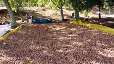 anavatan -  Cevizin anavatanında hasat dönemi başladı Videosu