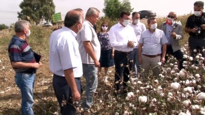 pamuk tarlasi -  Efeler Ziraat Odası Başkanı Kendirlioğlu, 'Çiftçinin bayramı hasattır' Videosu
