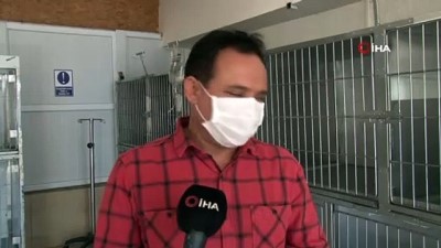  Elazığ’da bitkin halde bulunan tilki tedavi altına alındı