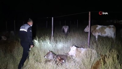  Kaybolan inek sürüsü üniversiteye sığındı