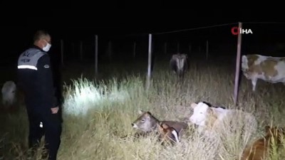  Kaybolan inek sürüsü üniversiteye sığındı