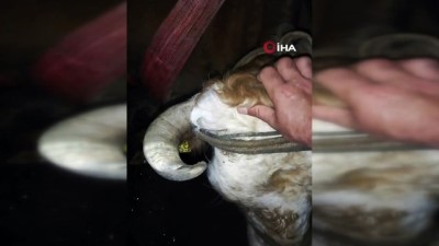 su kanali -  Su kanalına düşen inek kurtarıldı Videosu