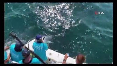 orkinos -  37 kilogram güce dayanacak misina ile 260 kilogramlık balık yakaladı Videosu