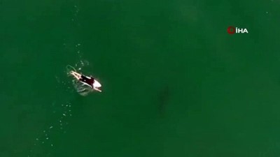 kopek baligi -  - Avustralyalı sörfçü drone sayesinde köpek balığı saldırısından kurtuldu Videosu