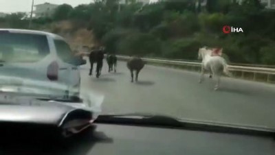  Kornadan korkup ters istikamete kaçan ata araba çarptı